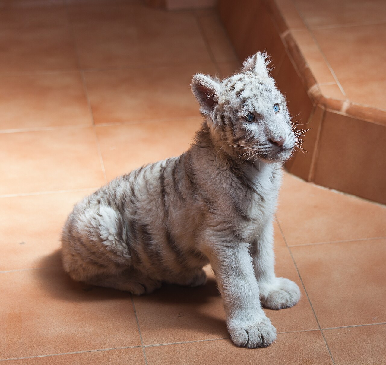 Tigris