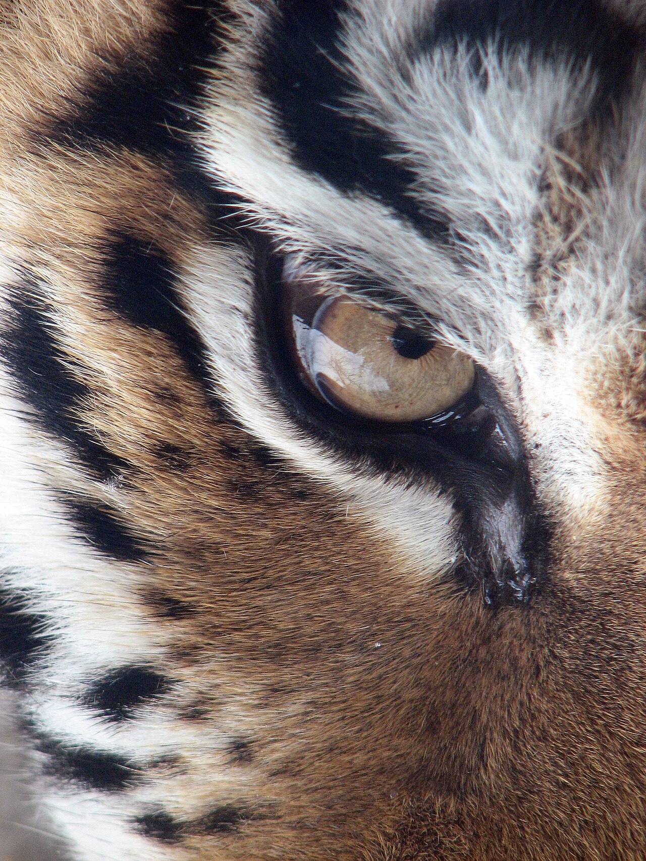 Tigris