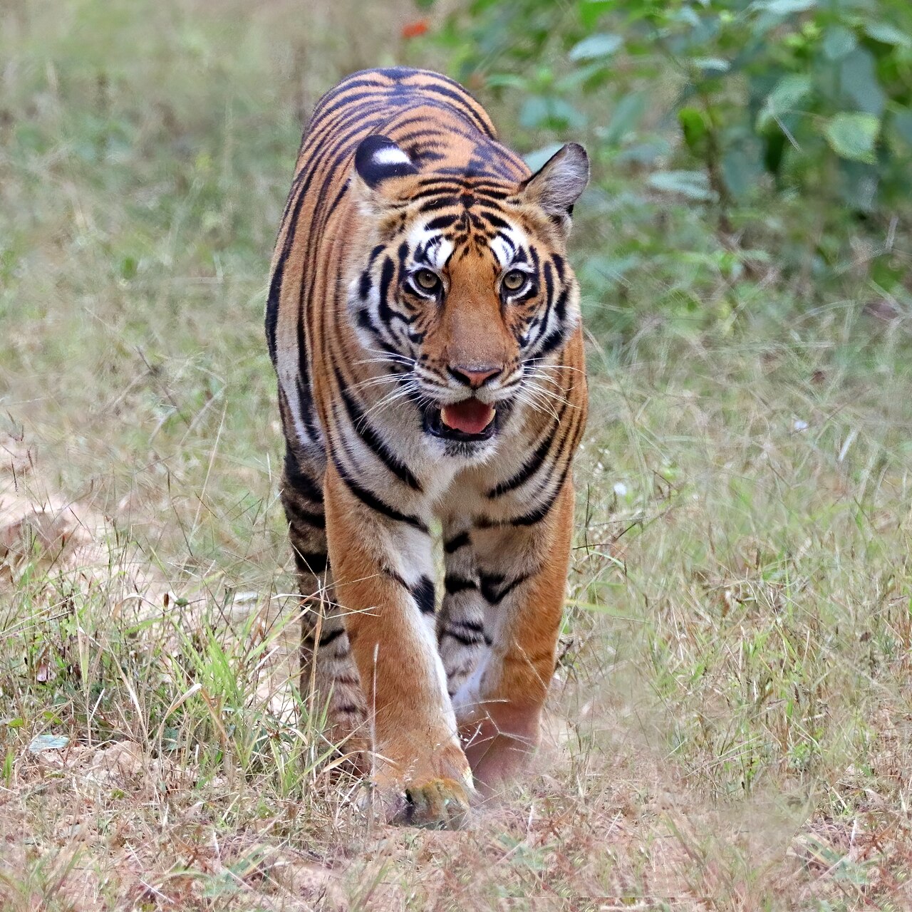 Tigris