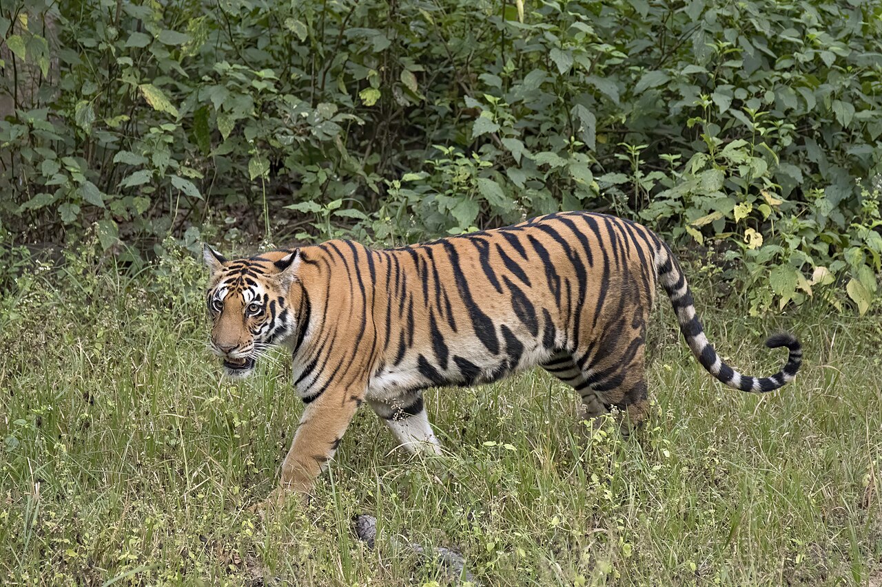 Tigris
