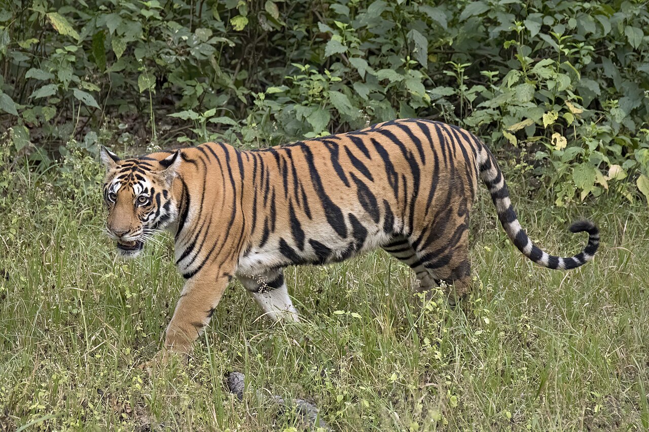 Tigris